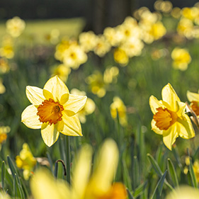 daffodils pete 281